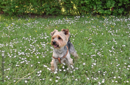 Obraz na płótnie Yorkshire terrier i wiosna w salonie