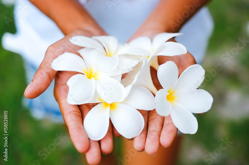 Young female hands offering frangipani, flumeria flowers photo