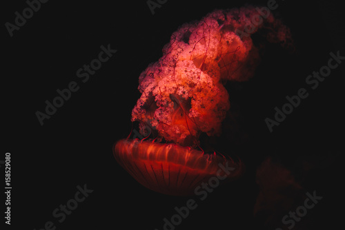 Jellyfish in aquarium © Tianyu Han