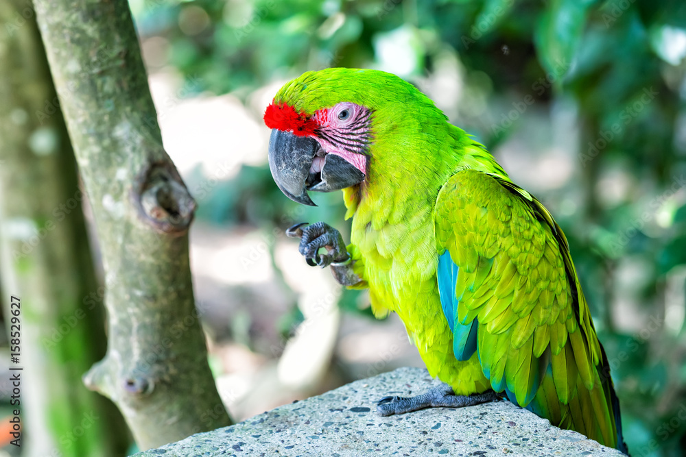 Obraz premium green ara parrot outdoor