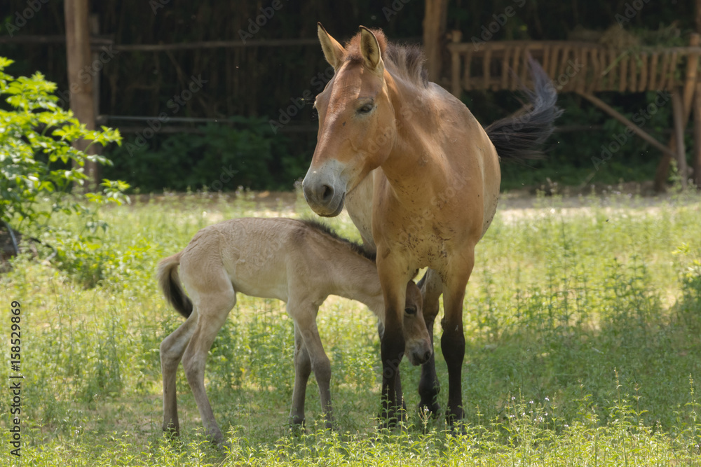 Fototapeta premium Puledro e la cavalla