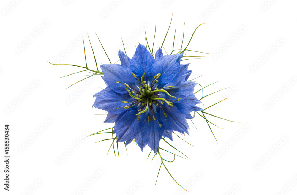 NIGELLA