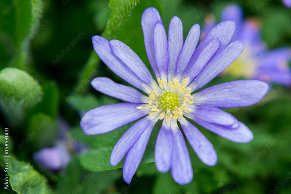 Blue Flower.