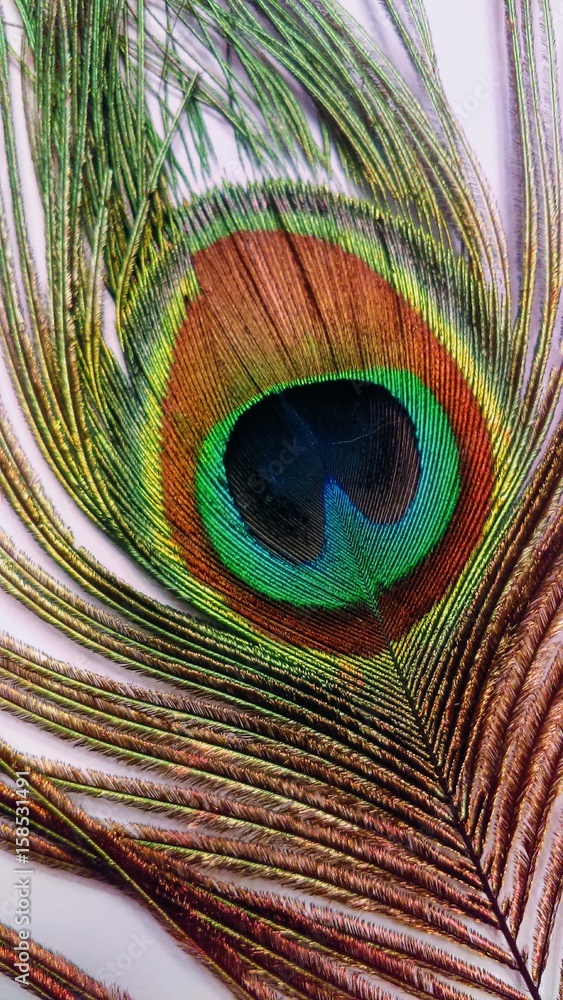 Obraz premium Peacock feather 2