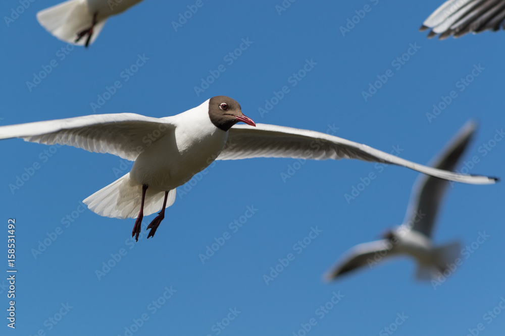Fototapeta premium Seagull in flight