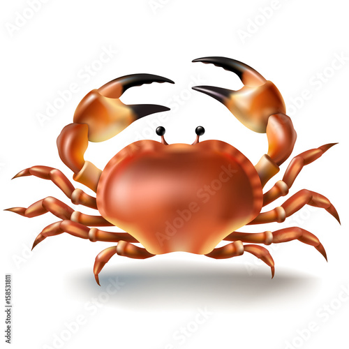 Vector illustration, badges, stickers, crab in realistic style isolated on white. Print, template, design element