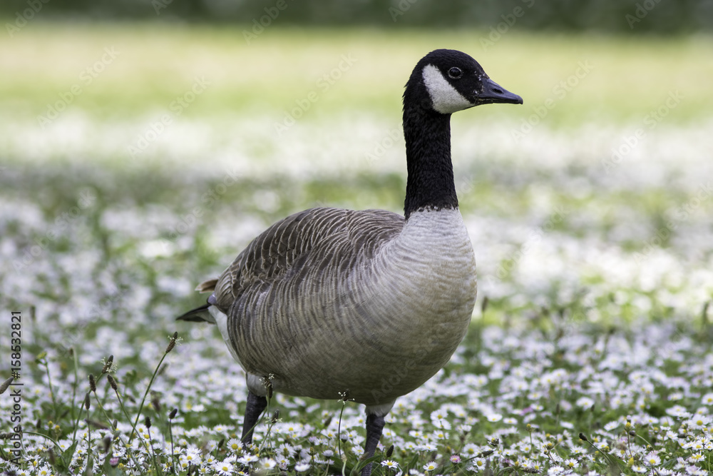 Canada goose wild bird in a daisy strewn summer meadow. Stock Photo | Adobe  Stock