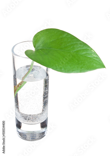 green leaf in a glass