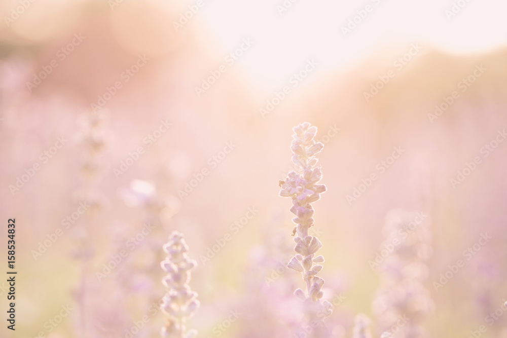 Fototapeta premium lavender flower in sunset background
