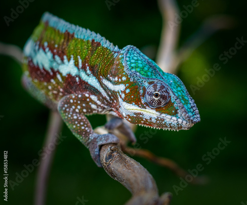 Panther chameleon, Furcifer pardalis Antalaha lizard from Madagascar © Jan