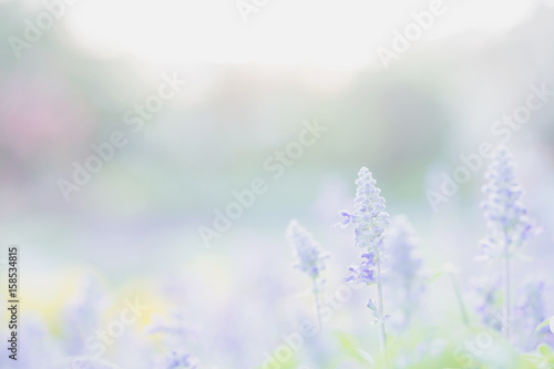 Fototapeta Naklejka Na Ścianę i Meble -  lavender flower in sunset background
