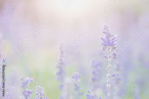 Fototapeta Naklejka Na Ścianę i Meble -  lavender flower in sunset background