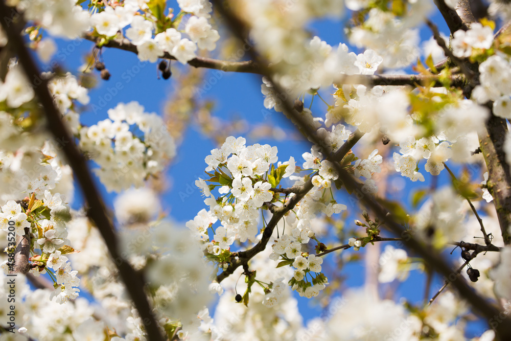 Kirschblüte Kirschblüte