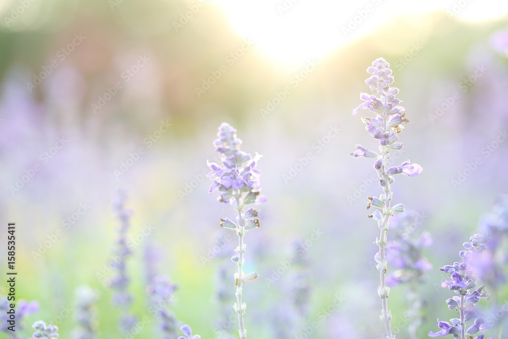 Obraz premium lavender flower in sunset