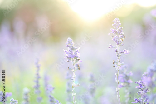 lavender flower in sunset