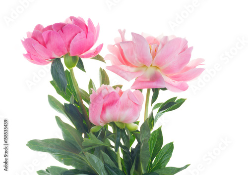 Three dark pink peony flowers isolated on white background