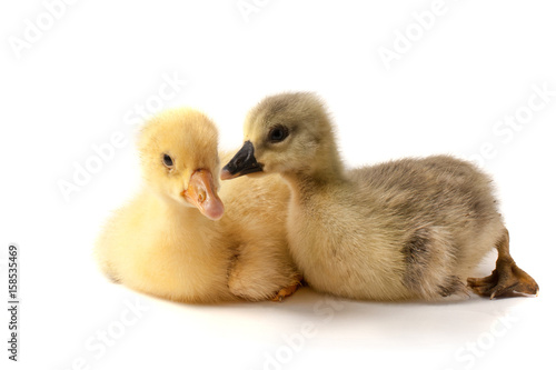 two little gosling isolated on white background