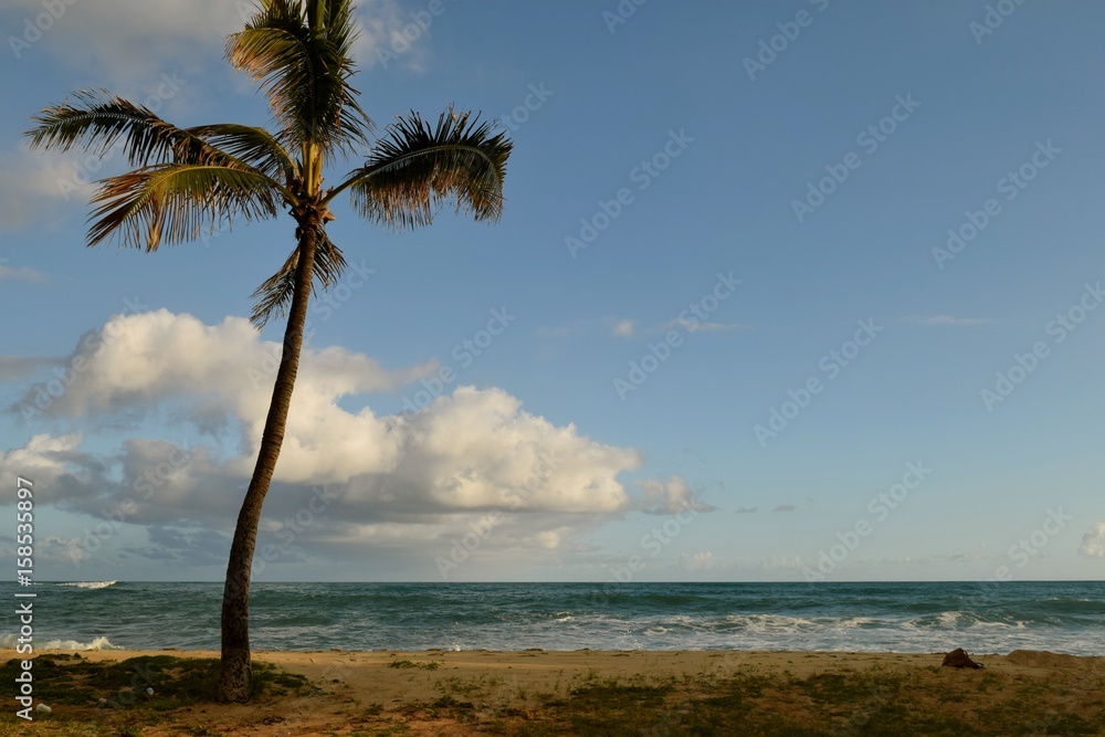 Island Beauty 2 / Picture perfect vacation location. Palm tree, ocean, puffy clouds and a peaceful breeze. Island Beauty 2 / Picture perfect vacation location. Palm tree, ocean, puffy clouds and a peaceful breeze.