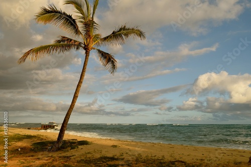 Island Beauty / Picture perfect vacation location. Palm tree, ocean, puffy clouds and a peaceful breeze.