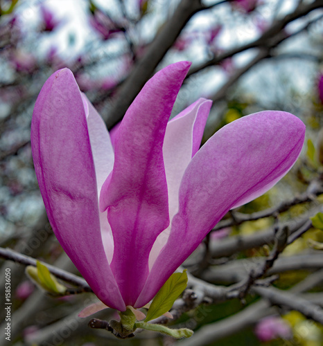 Magnolia is a large genus of about 210 flowering plant species in the subfamily Magnolioideae of the family Magnoliaceae. It is named after French botanist Pierre Magnol.  photo