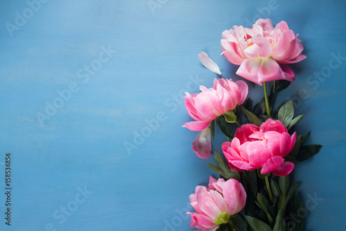 Fototapeta Naklejka Na Ścianę i Meble -  Fresh peony flowers on blue background with copy space