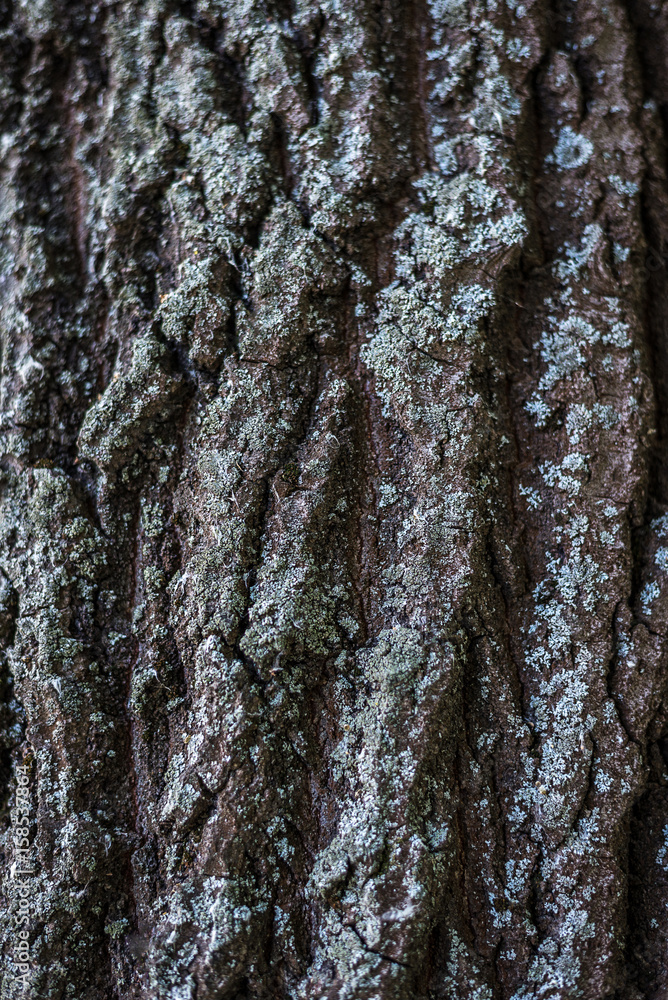 Background. Texture of the bark of a tree on the whole frame. Vertical frame Background. Texture of the bark of a tree on the whole frame. Vertical frame