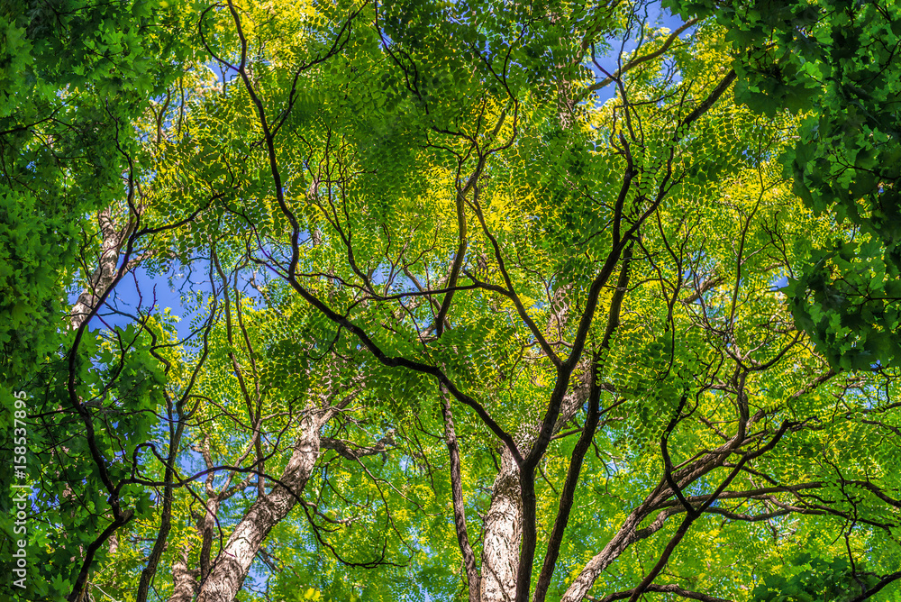 Background. Branches and leaves of trees against a background of blue saturated sky. Horizontal frame Background. Branches and leaves of trees against a background of blue saturated sky. Horizontal frame