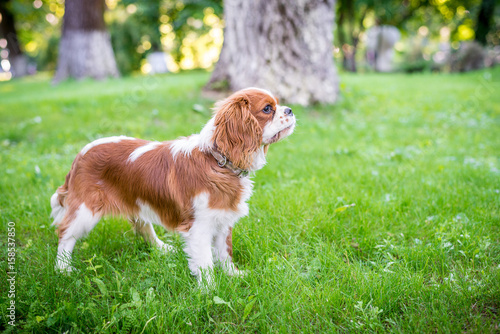 A beautiful little dog breeds a spaniel standing on a green meadow. Horizontal frame