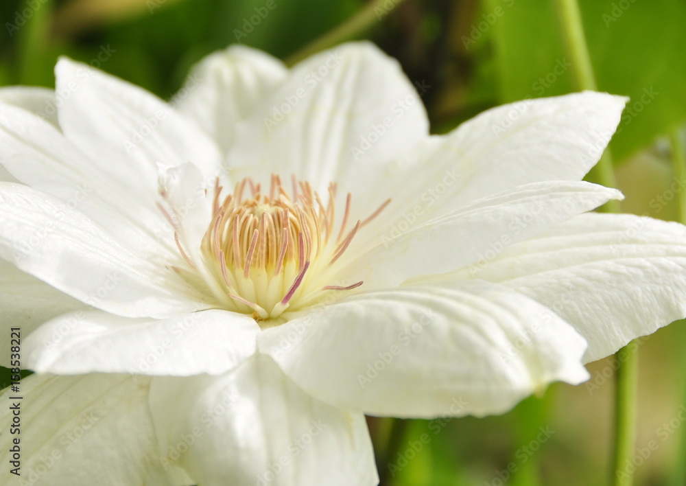 Fleur de clématite blanche 