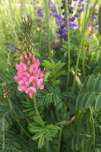 Pink Lupin in Blue Wildflowers Field