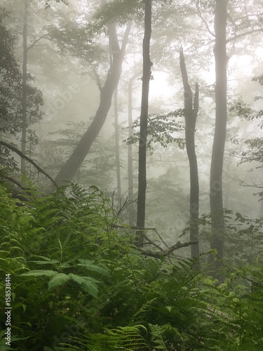 Tall Trees in the Forest on a Foggy 