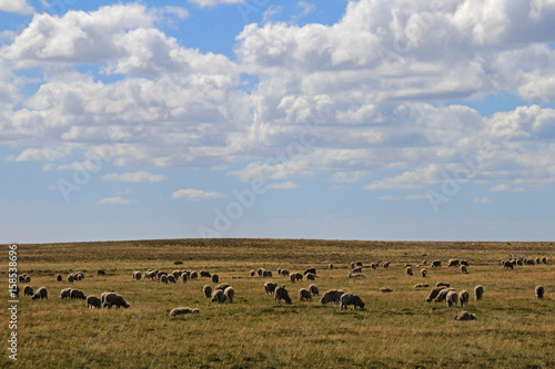 Herd of sheep near Porvenir, Tierra Del Fuego, Patagonia, Chile © reisegraf
