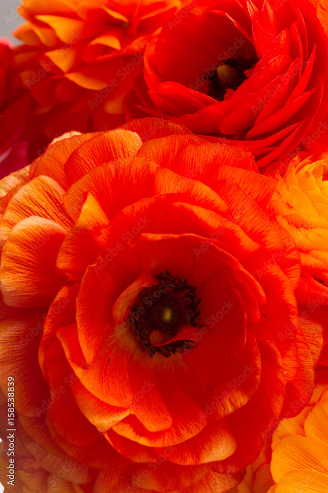 Orange ranunculus fresh flowers close up background Orange ranunculus fresh flowers close up background