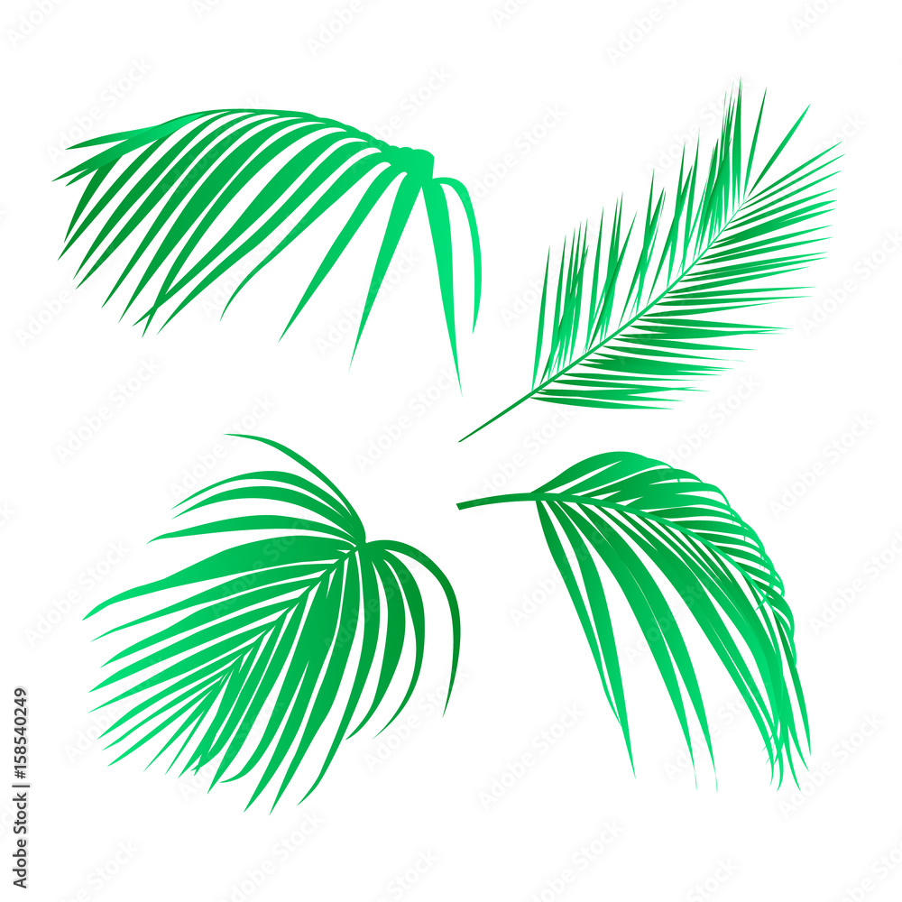 Set of tropical leaves. Palm leaves