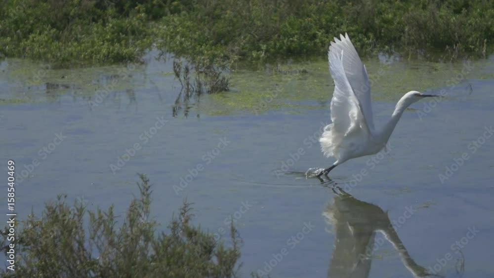 Snowy Egret feeding fishing Snowy Egret feeding fishing