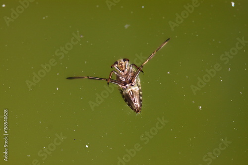 Gemeiner Rückenschwimmer (Notonecta glauca ) - Unterwassertierchen in der Regentonne photo