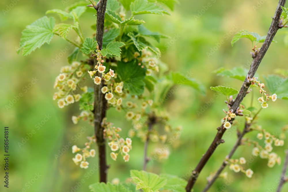 Flowering currant Bush on a background of blurred green Flowering currant Bush on a background of blurred green