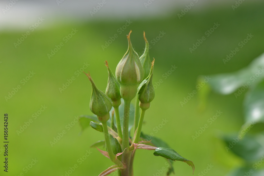 Rose Buds Rose Buds