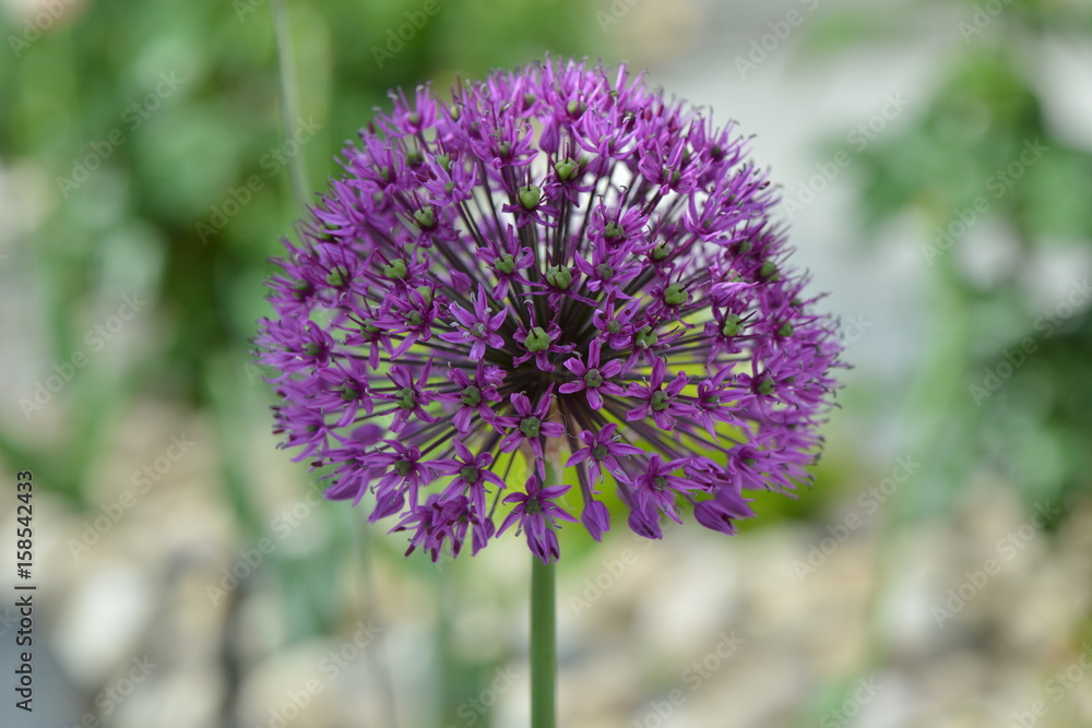 Summer Beauty Allium Flowers Summer Beauty Allium Flowers