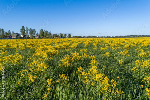 Green field with yellow mustard flowers
