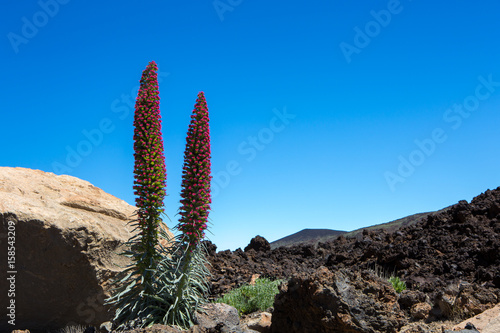 red Tajinastes in bloom photo