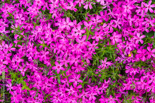 Creeping Phlox Plant © lindahughes