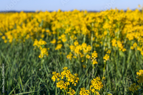 Green field with yellow mustard flowers © alexkazachok