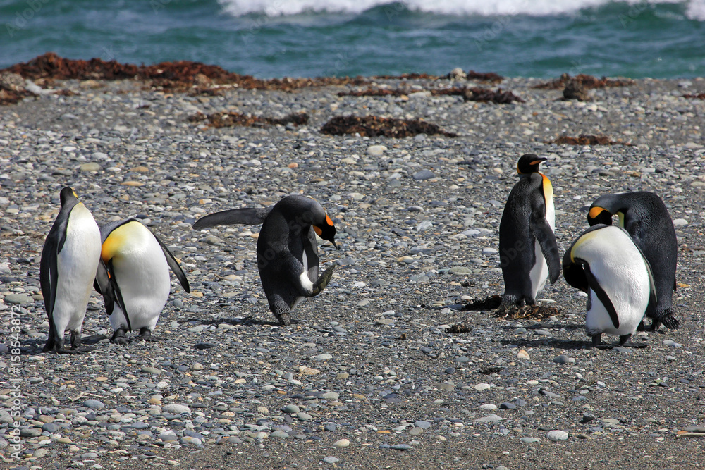 Obraz premium King penguins living wild at Parque Pinguino Rey, Tierra Del Fuego, Patagonia, Chile