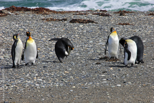 King penguins living wild at Parque Pinguino Rey  Tierra Del Fuego  Patagonia  Chile