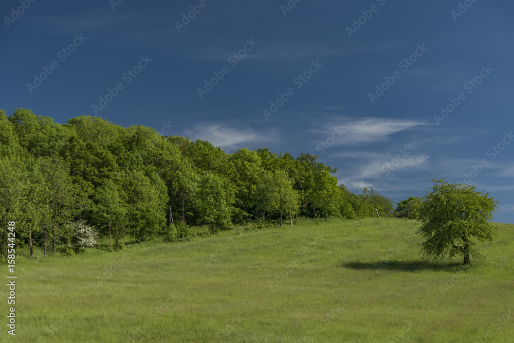 Green meadow and blue sky