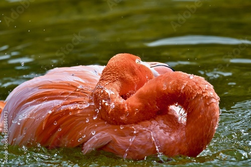 Caribbean Flamingo (Pheonicopterus ruber ruber) photo