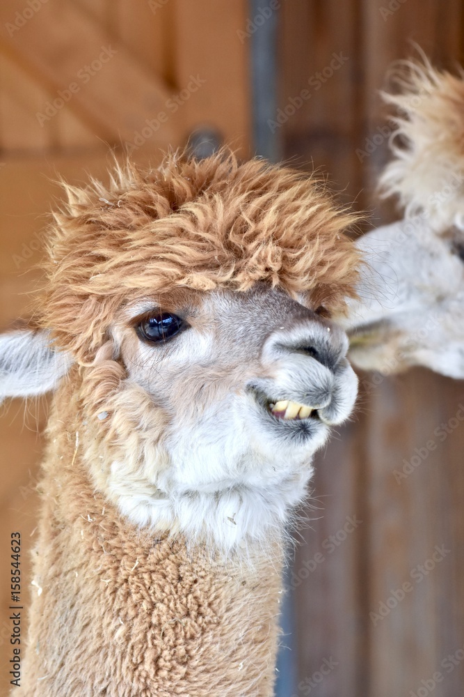 Obraz premium Alpaca (Vicugna pacos)