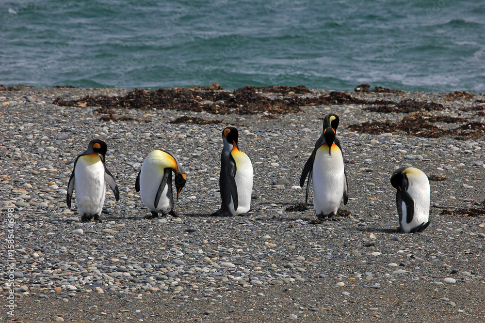 Obraz premium King penguins living wild at Parque Pinguino Rey, Tierra Del Fuego, Patagonia, Chile