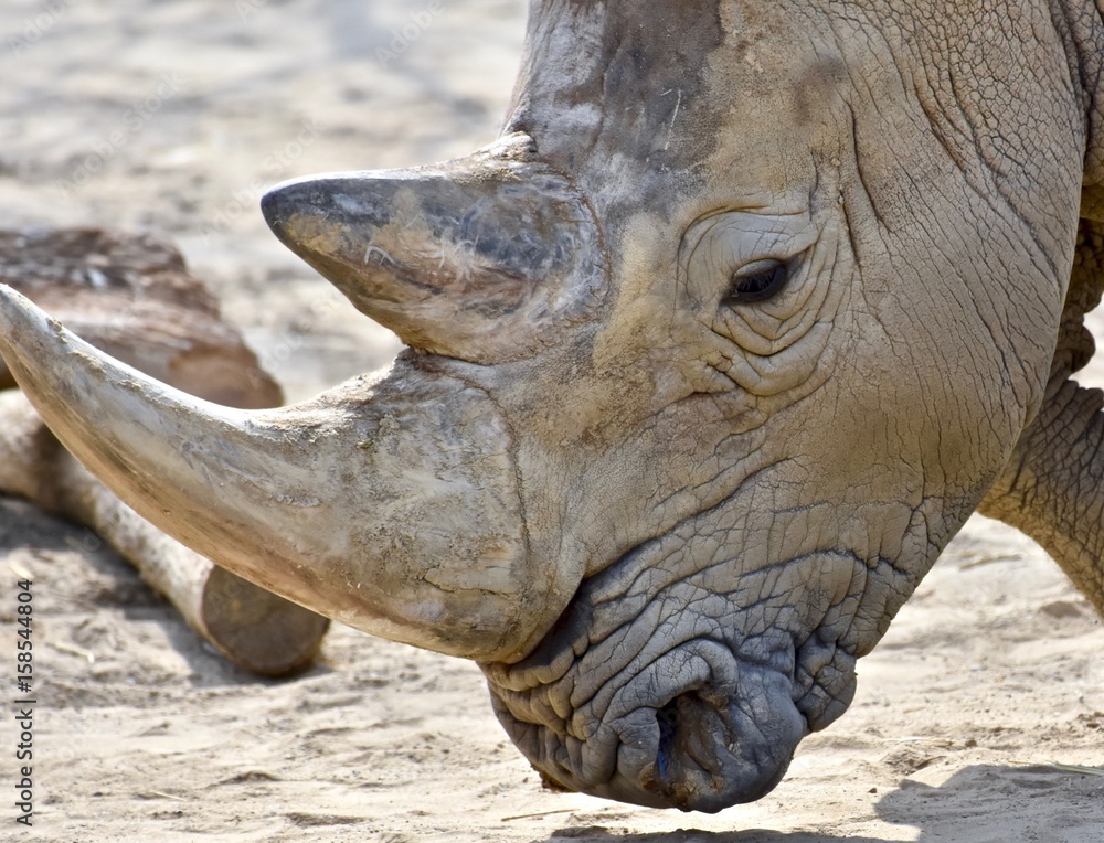 Obraz premium Southern White Rhino (Ceratotherium simum simum)